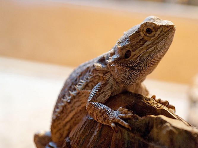Muséum d'histoire naturelle de Tours