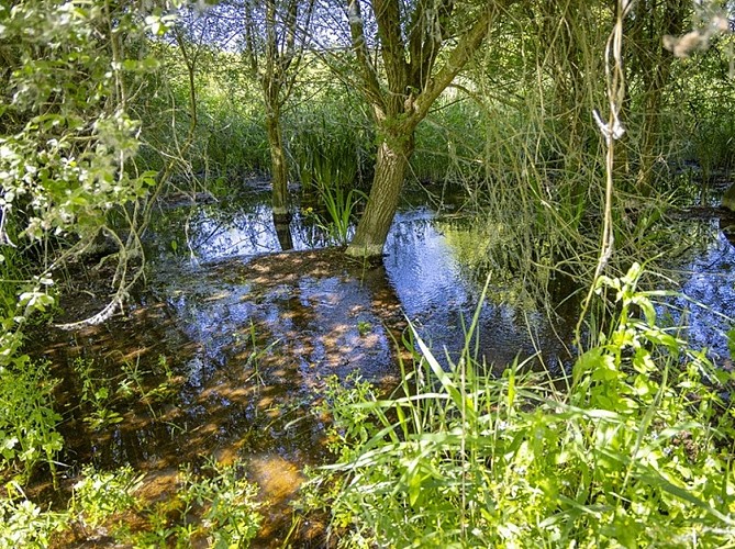 Marais de Taligny