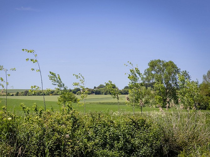 Marais de Taligny