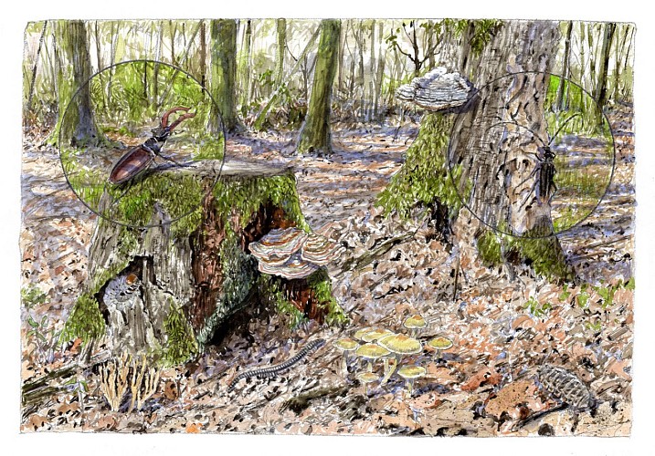 CC-CVL_Tourisme_Sites-naturels_Foret-Chinon_Sous-bois©BenoitPerrotin