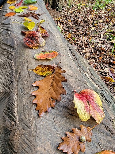 Jeux autour des feuilles d’automne