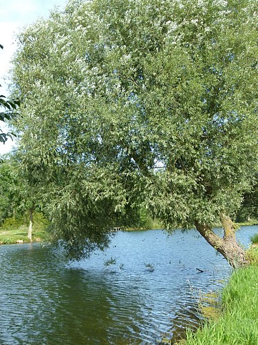 Point de départ : Aire de pique-nique des étangs de Nesle-Normandeuse