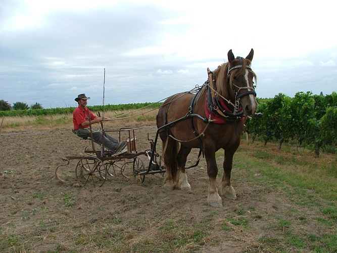 Clos de Grange Vieille2