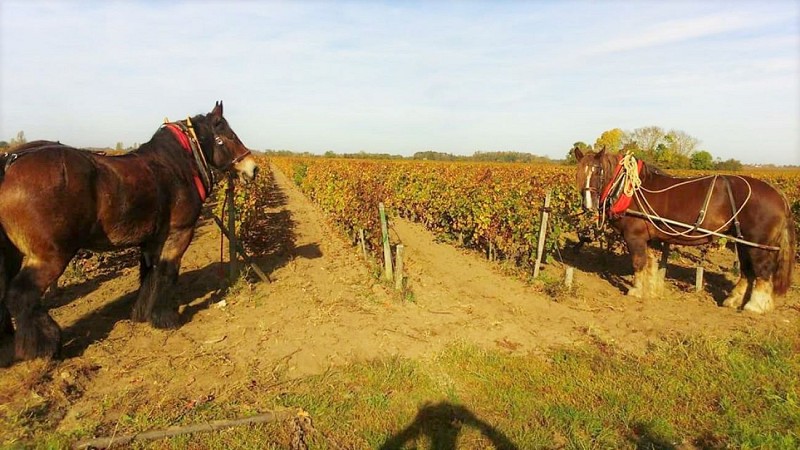 Clos de Grange Vieille8