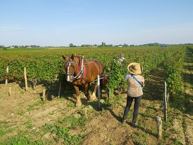 Clos de Grange Vieille10