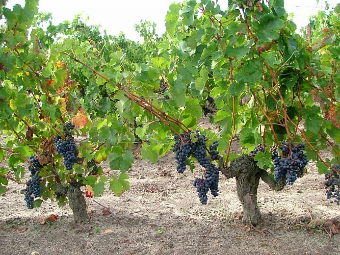 château Clos Grange Vieille 6