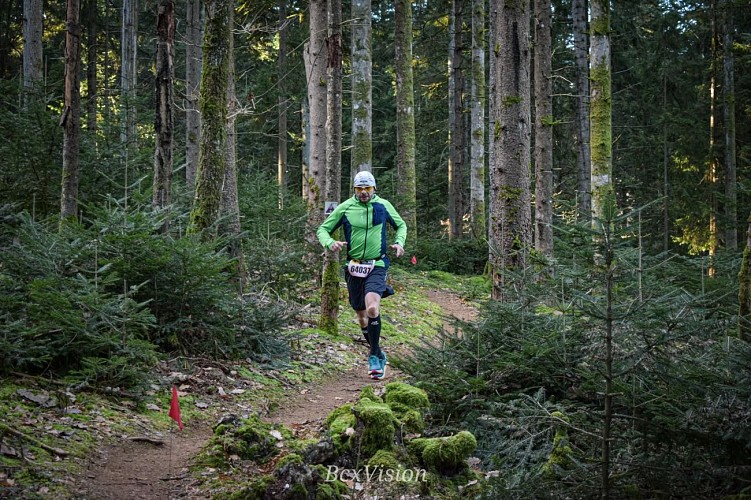 Dans les forêts du Morvan 