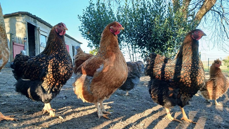 Poules 2 2