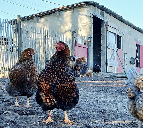 Poules 3 2