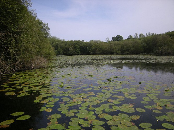 L'étang de Beaulieu