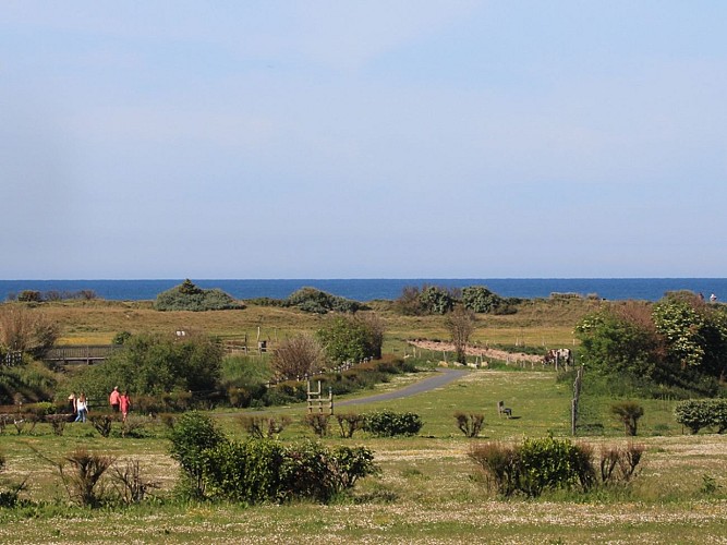 PARC-DE-L-EDIT-COURSEULLES-SUR-MER-BALADE-CREDIT-NATHALIE-PAPOUIN