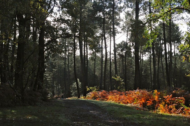 La forêt de Chambiers