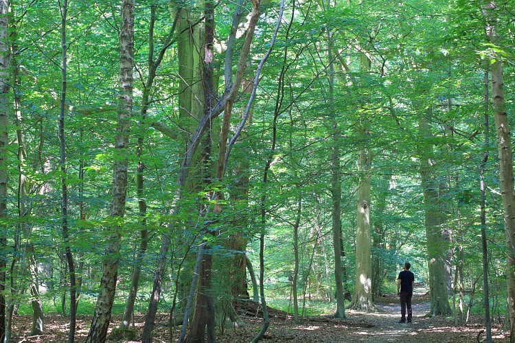 Forêt de Montgeon