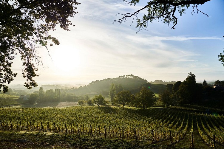 le-vignoble-de-chateau-plain-point-2-credit-mathieu-anglada-jpg