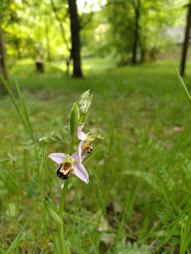 Lo Camin de las Hadas, Sentier Botanique des Fées