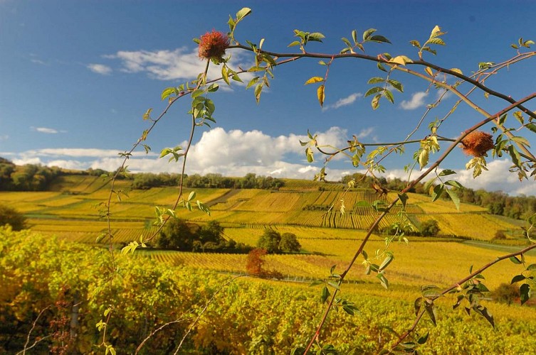 Vignoble Domaine Rapp en automne à Dorlisheim