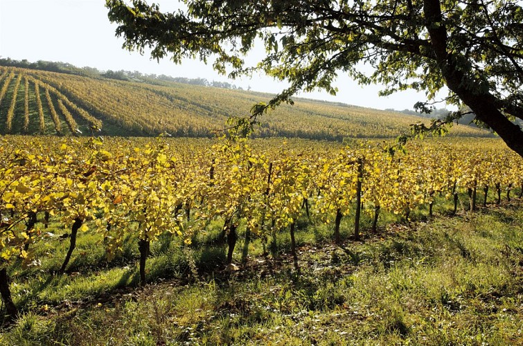 Vignoble Domaine Goesel en automne