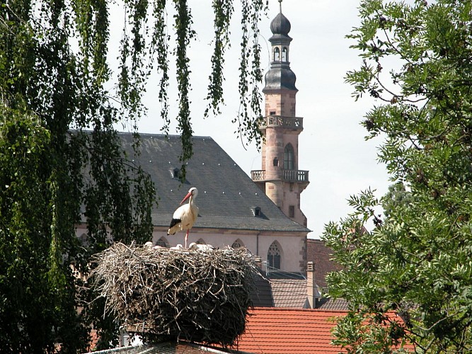 Eglise des Jésuites et cigognes à Molsheim
