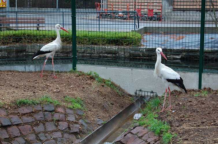 Parc à cigognes de Molsheim
