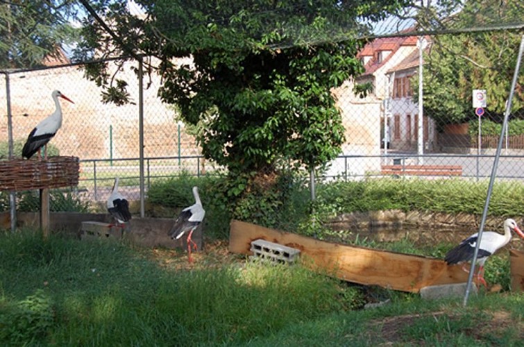 Parc à cigognes de Molsheim