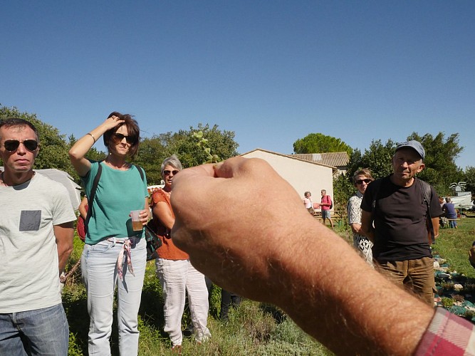 Balade botanique à la découverte des plantes sauvages comestibles et médicinales