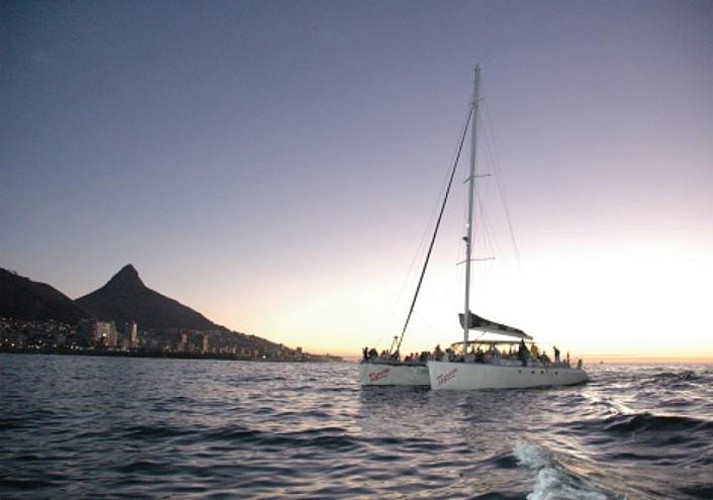 Crucero en catamarán a lo largo de Cape Town – Durante el día o la puesta de sol