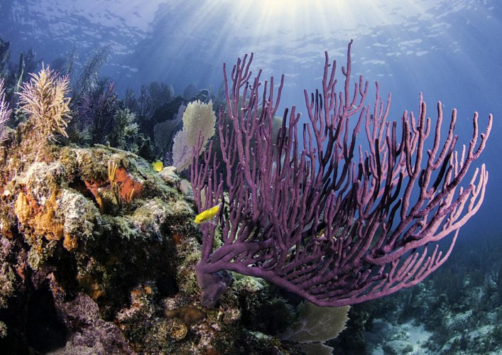 Key West cruise with snorkeling at the coral reef