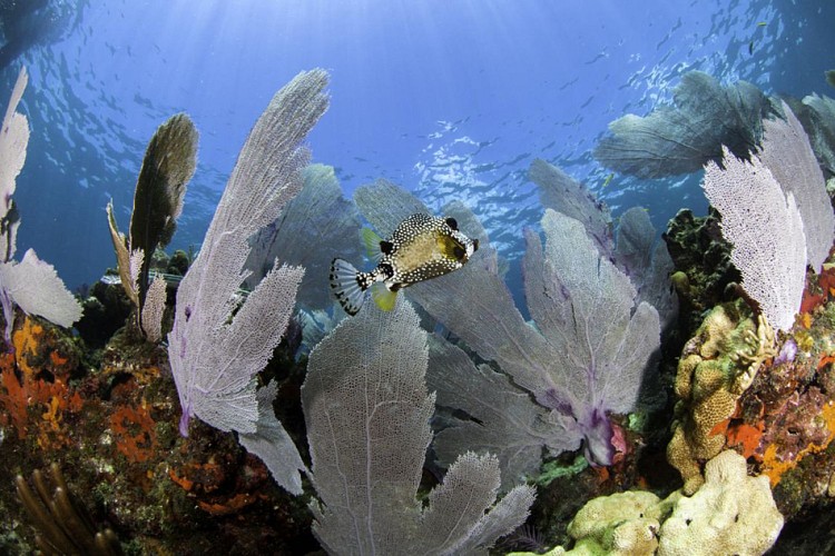 Key West cruise with snorkeling at the coral reef