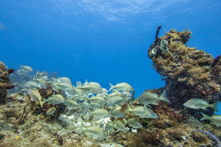 Key West cruise with snorkeling at the coral reef