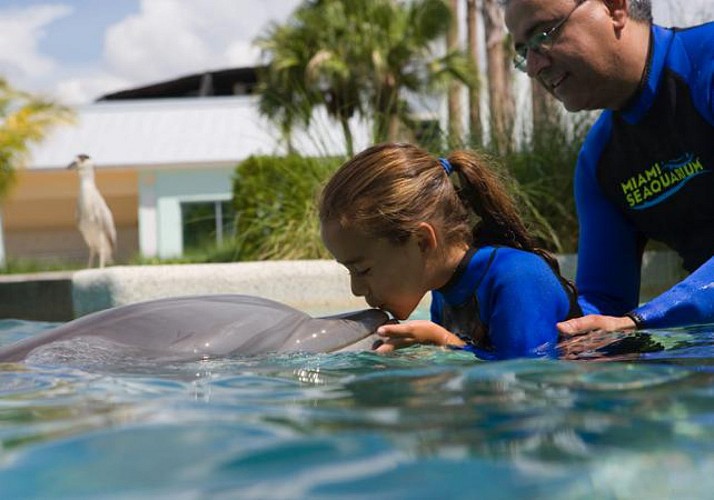 Encuentro con los delfines + entrada al «Miami Seaquarium»