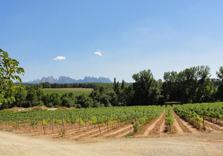 Excursion à Montserrat, visite d'un vignoble et dégustation de vins - journée complète en petit groupe