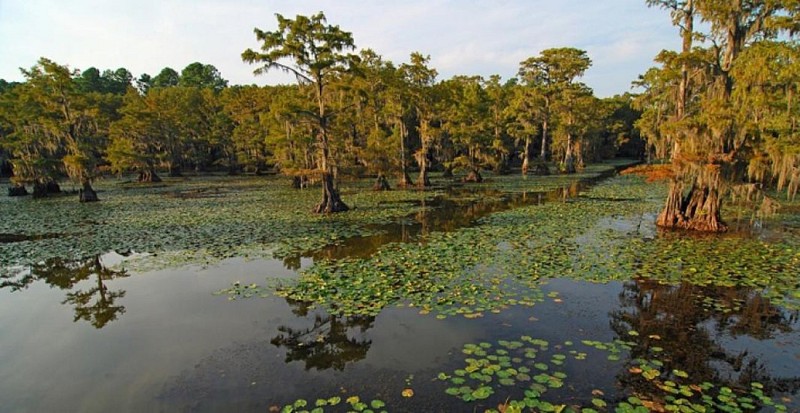 Boat Tour of the Bayous – Transport from New Orleans included