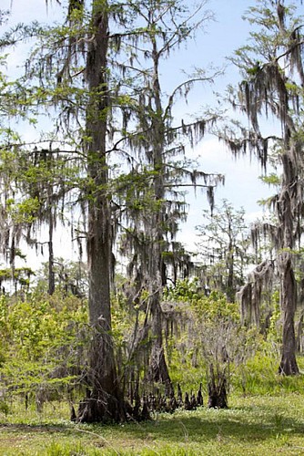 Boat Tour of the Bayous – Transport from New Orleans included