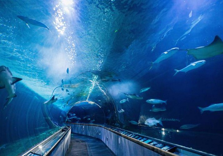 Entrada preferente para el acuario de la bahía de San Francisco