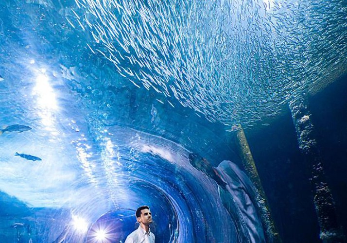 Entrada preferente para el acuario de la bahía de San Francisco