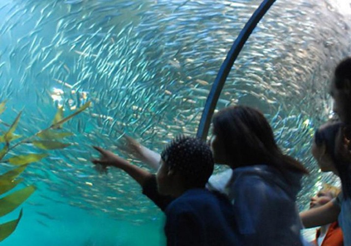 Entrada preferente para el acuario de la bahía de San Francisco