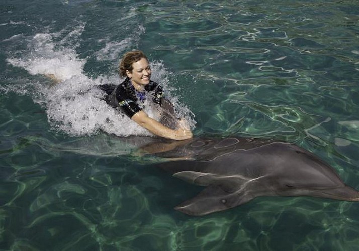 Nade con delfines + entrada al «Miami Seaquarium»