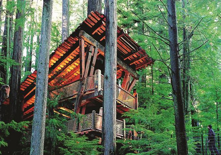 Capilano Suspension Bridge Crossing and Walk amongst the Tree Tops