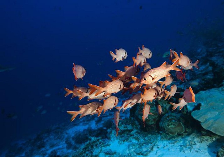 Introduction to Scuba Diving around Ilot Hienga– Departing from Hienghène