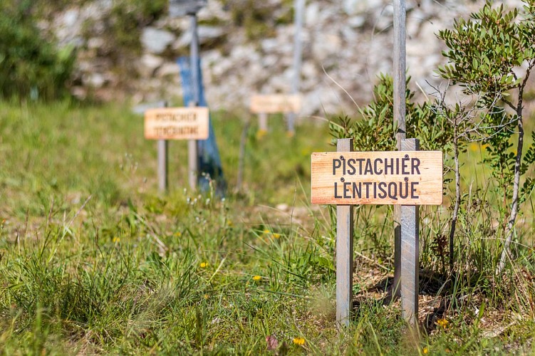 Arboretum de Congénies