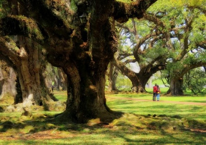 Guided tour of the Oak Alley Plantation – Transport from New Orleans included