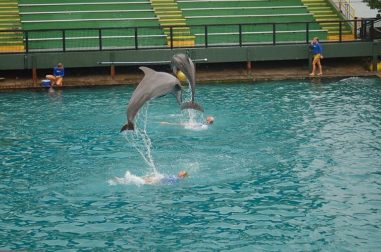 Eintrittskarten für das Miami Seaquarium