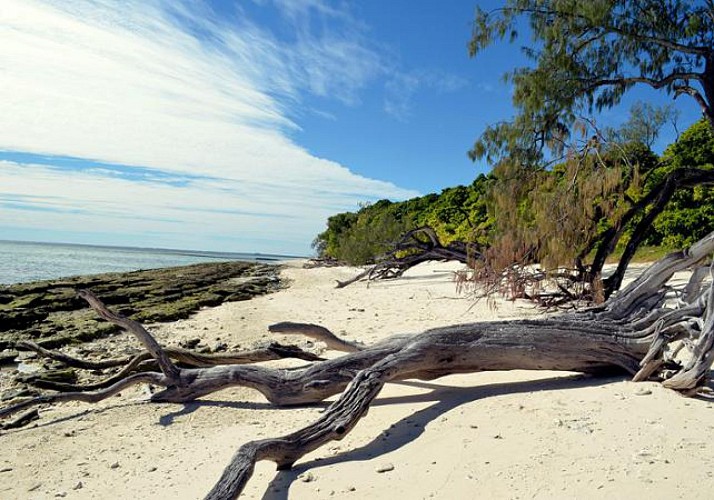 Excursion de 3 jours à la découverte de la Grande Barrière de Corail - Au départ de Brisbane