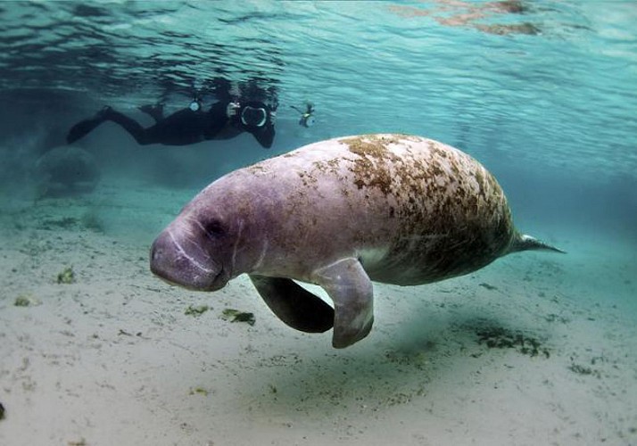 Nage avec les lamantins sauvages – Départ depuis Crystal River