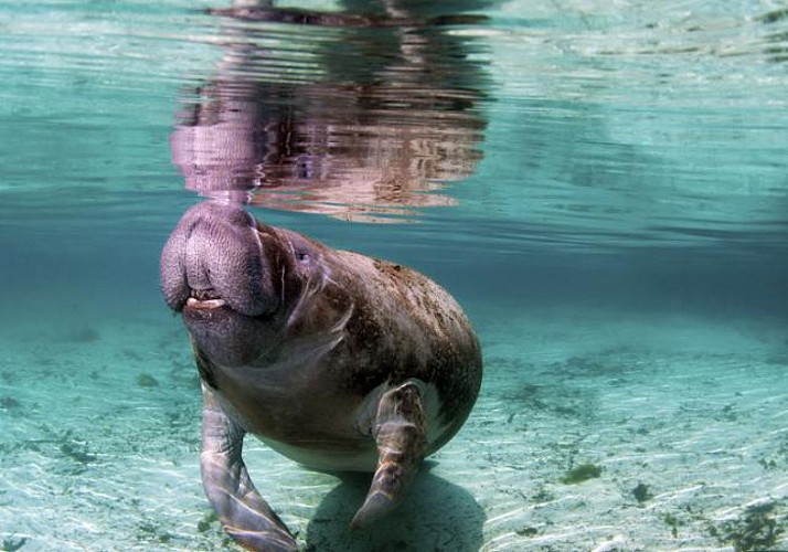 Nage avec les lamantins sauvages – Départ depuis Crystal River