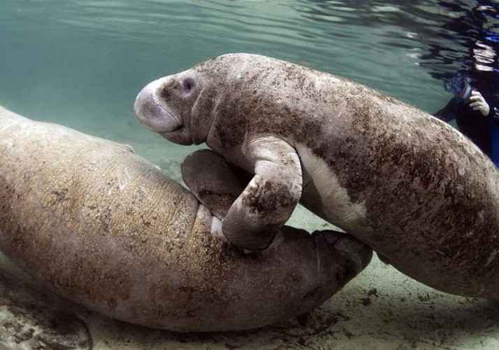 Nage avec les lamantins sauvages – Départ depuis Crystal River