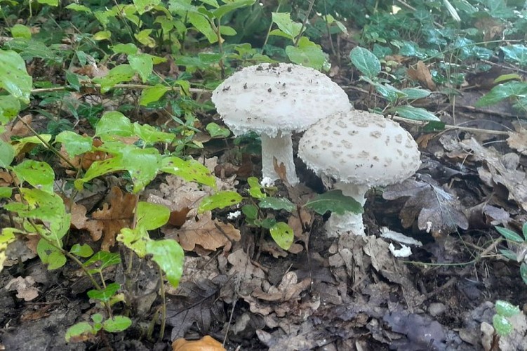 Je me cache dans la forêt...