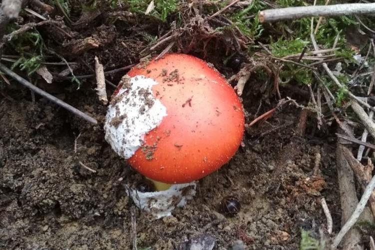 Je me cache dans la forêt...