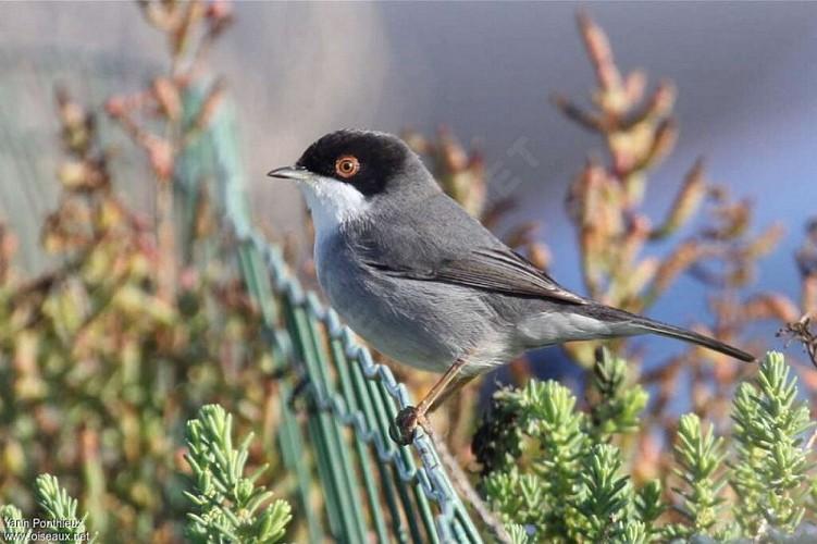 image du object