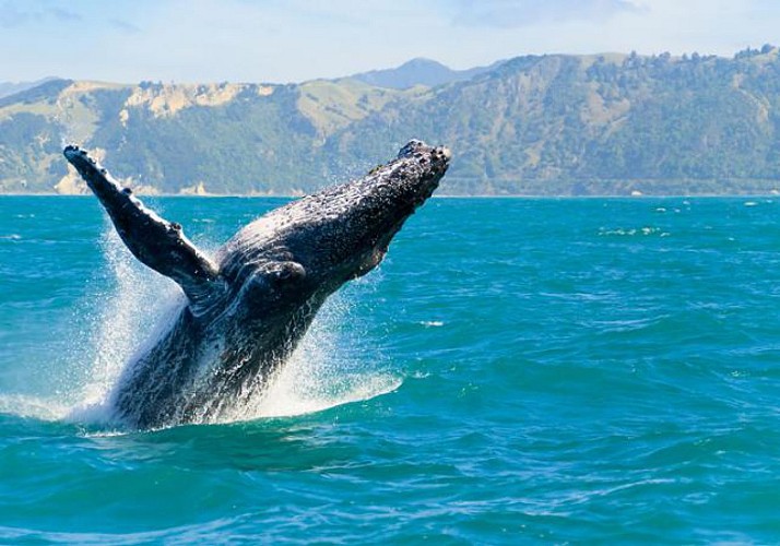 Whale and dolphin cruise off the coast of Auckland
